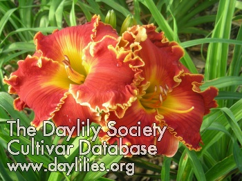 Daylily Spacecoast Francis Busby